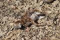 Verdacht auf Wolfsriss: Ein totes Schaf im Gemeindegebiet Weyerbusch aufgefunden