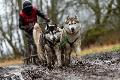 Schlittenhunderennen in Liebenscheid im Schlamm
