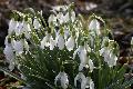 Westerwaldwetter: Kein Winter in Sicht