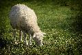 Verdacht auf Nutztierübergriff: Fünf tote Schafe in Wied