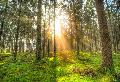 Erste Eucharistiefeier im Klima-Zukunftswald auf der Montabaurer Hhe