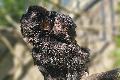 Junges Springtamarin sorgt f�r Aufregung im Zoo Neuwied