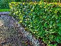 Baum- und Heckenschnitt: Was Hobbyg�rtner in Rheinland-Pfalz wissen m�ssen