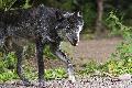Der Wolf im Westerwald: Experten reagieren auf Fragen und Sorgen der Bevölkerung