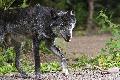 Der Wolf im Westerwald: Experten reagieren auf Fragen und Sorgen der Bevlkerung