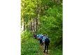 Wandern im Kannenbckerland: Am 7. Oktober "Rund um Alsbach"