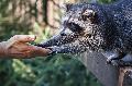 Polizei in Scheuerfeld als Tierretter im Einsatz