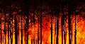 Waldbrandgefahr: Caan verbietet Grillen und offenes Feuer an Grillhütte

