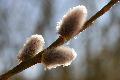 Westerwaldwetter: Vorfrhling klopft an