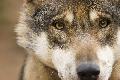 "Wolfsgipfel" fordert neues Wolfsmanagement in Rheinland-Pfalz
