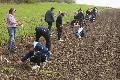 Lernort Bauernhof: Sechstklssler sen Kartoffeln, Zwiebeln, Mhren und Blumen aus