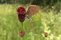 Erste Blume des Jahres fr Wiesenknopf-Ameisenblulinge gepflanzt