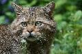 Auf den Spuren der Wildkatze - Vortrag in Selters