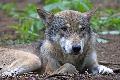 Bauern- und Winzerverband fordert Tempo beim Wolfsmanagementplan 