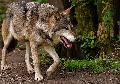 Informationsveranstaltung zum Wolf im Westerwald: Zwiespältige Resonanz und Einblicke in aktuelle Entwicklungen