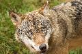 DNA-Ergebnis ergibt: neuer Wolf fr Angriff auf Kleinesel in Harschbach verantwortlich