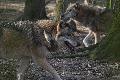 Wolfsangriffe im Westerwald: DNA-Analysen best�tigen Greifensteiner Rudel