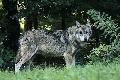 Keine Lwen in Rheinland-Pfalz - Streitpunkt bleibt der Wolf