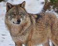 Naturschutzverbände: Biotopverbund für Wölfe schaffen!