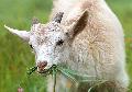 Ökologische Landschaftspflege: die Ziegen kommen wieder nach Bad Honnef