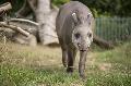 Seniorenakademie erhlt mit Bildvortrag Einblick in den Neuwieder Zoo