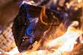 Heizen mit Holz in Rheinland-Pfalz: Was kostet die W�rme?