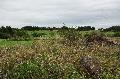 Herbstwanderung auf der NABU-Naturerbefl�che bei Westerburg