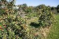 Hitze und Trockenheit setzen Obstbauern in Rheinland-Pfalz unter Druck