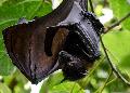 Tollwut bei Fledermaus in Rheinland-Pfalz nachgewiesen