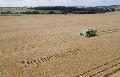 Fr�hstart der Braugerstenernte im Westerwald