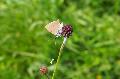 R�tselhafte Falter: Die faszinierende Welt der Wiesenknopf-Ameisenbl�ulinge