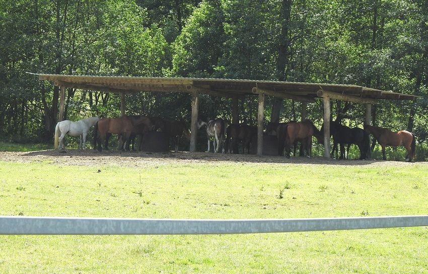 Bei Nutztieren wie Rindern, Pferden und Schafen muss es auf den Weiden Schattenpltze geben, die gro genug sind fr alle Tiere. (Foto: Kreisverwaltung)
