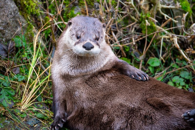 Winterwanderung des NABU Hundsangen durch den Wildpark Weilburg