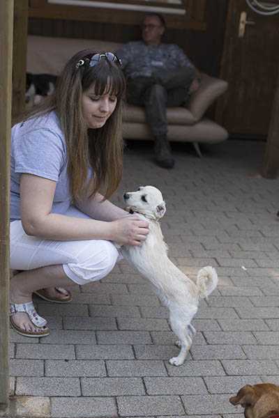 Tierheim Ransbach Baumbach Hunde