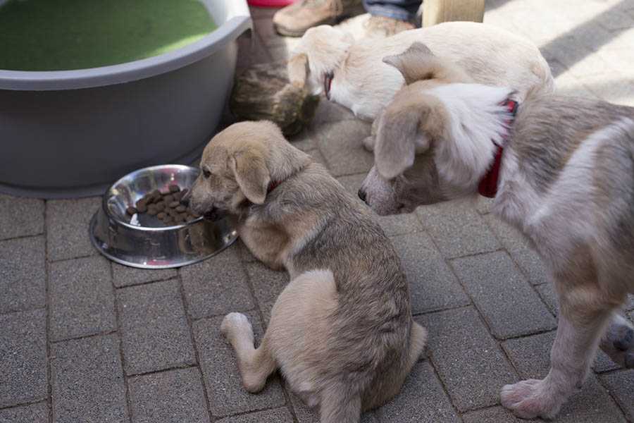 Sommerfest im Tierheim Ransbach-Baumbach