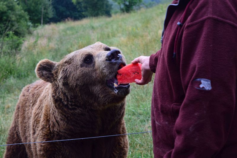 Foto aufgenommen im Wild- und Freizeitpark Westerwald in Gackenbach whrend des Interviews am 8. Juli. Fotos: privat