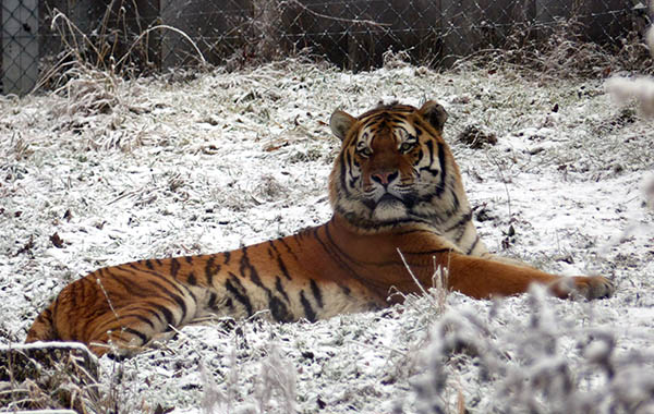 Adventswochenenden im Zoo Neuwied: Trchen ffnen sich