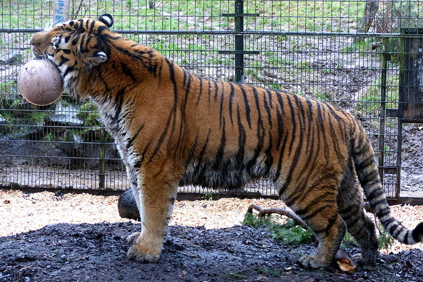 Tiere lieben Spielzeuge. Fotos: Zoo Neuwied