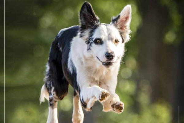 Das Titelbild des Tier-Kalenders 2021. Foto Tierschutz Siebengebirge