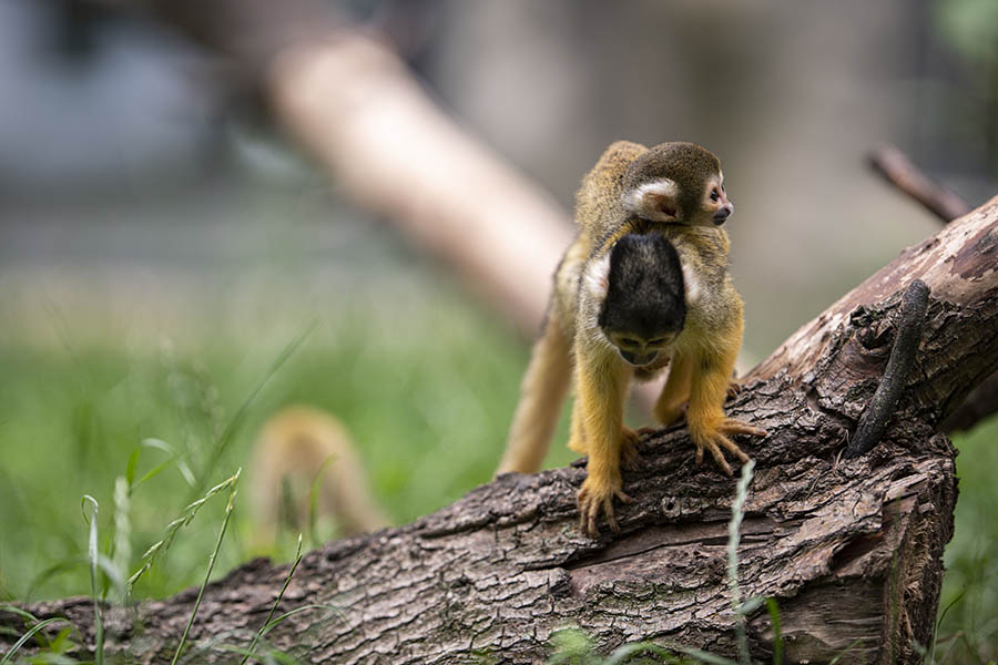 Tierisch was los bei den Totenkopfffchen im Zoo Neuwied