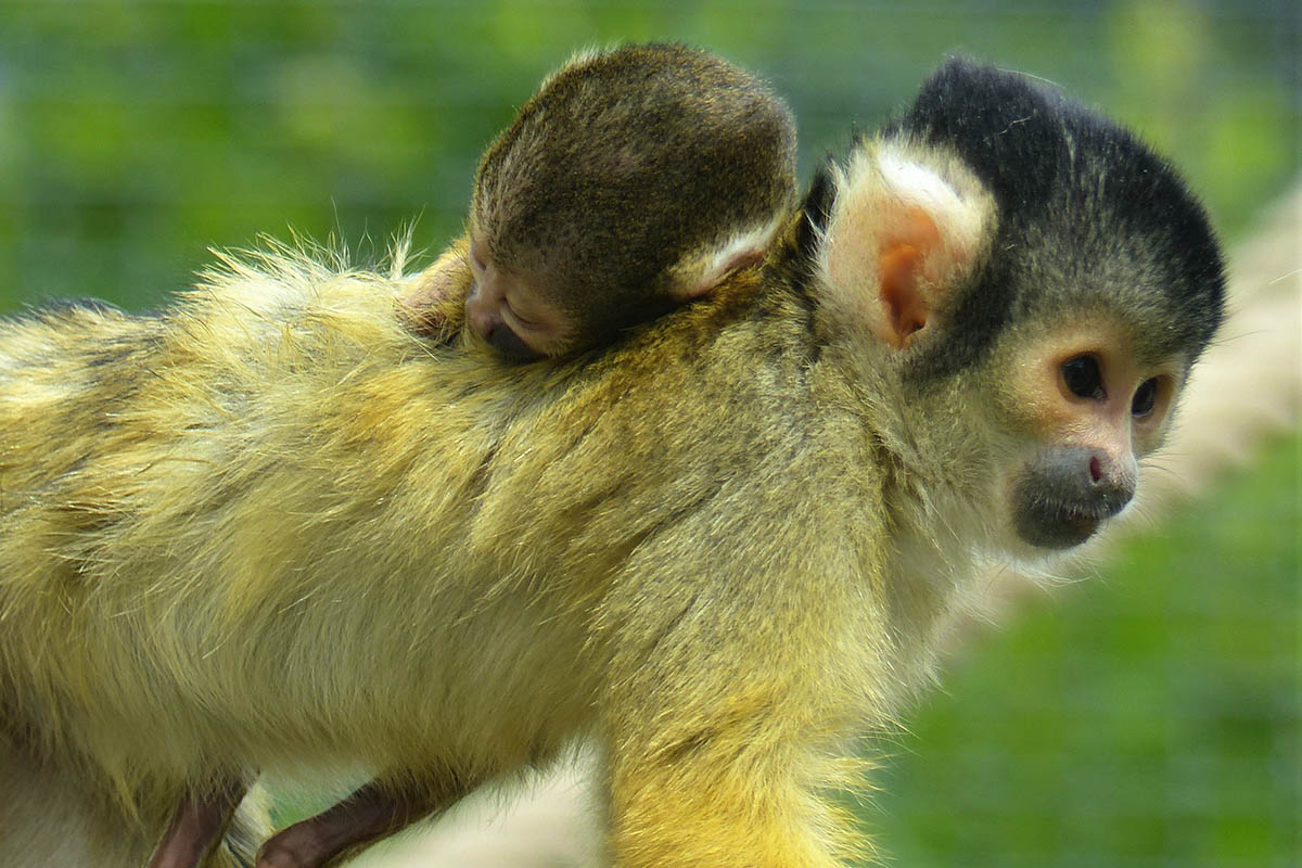 Zoo Neuwied: Familienzuwachs bei den Totenkopfffchen