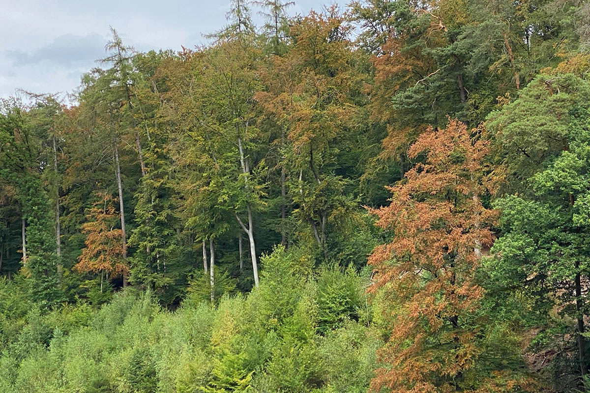 Die Blattverf�rbung hat in diesem Sommer fr�h eingesetzt. Die Bl�tter an manchen B�umen sind schier verbrannt. Fotos: Frank Krause