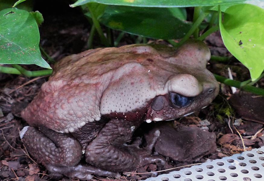 Frsche und Krten im Exotarium vom Zoo Neuwied