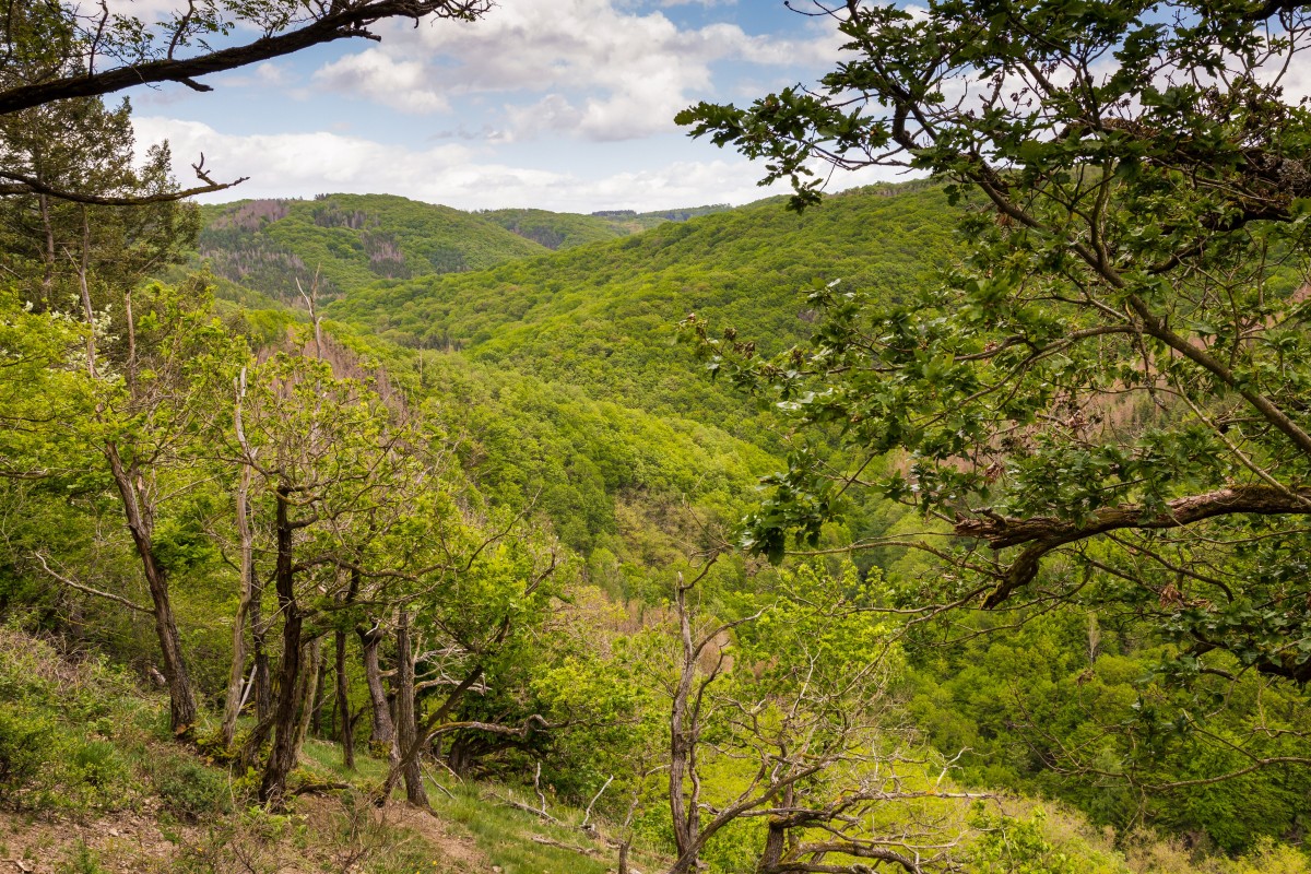 Naturschutzinitiative kritisiert Raumordnungsplan Mittelrhein-Westerwald