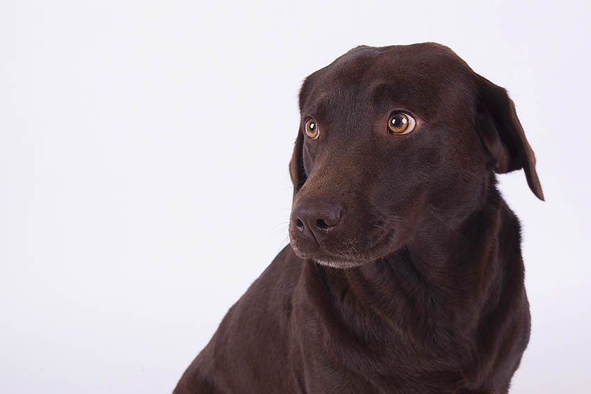 Hundesitting ist auch auf der Messe vertreten. Foto: Wolfgang Tischler