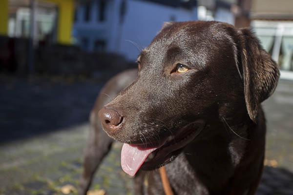 Ein Hund hatte die Blutspur verursacht. Symbolfoto