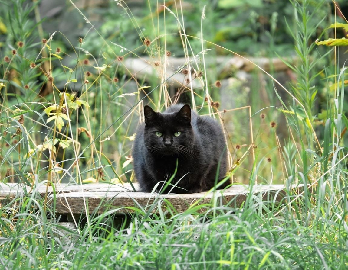  Der stetig ansteigenden Zahl von herrenlosen und verwilderten Katzen mchte die Verbandsgemeinde per Rechtsverordnung Einhalt gebieten. (Foto: Pixabay)