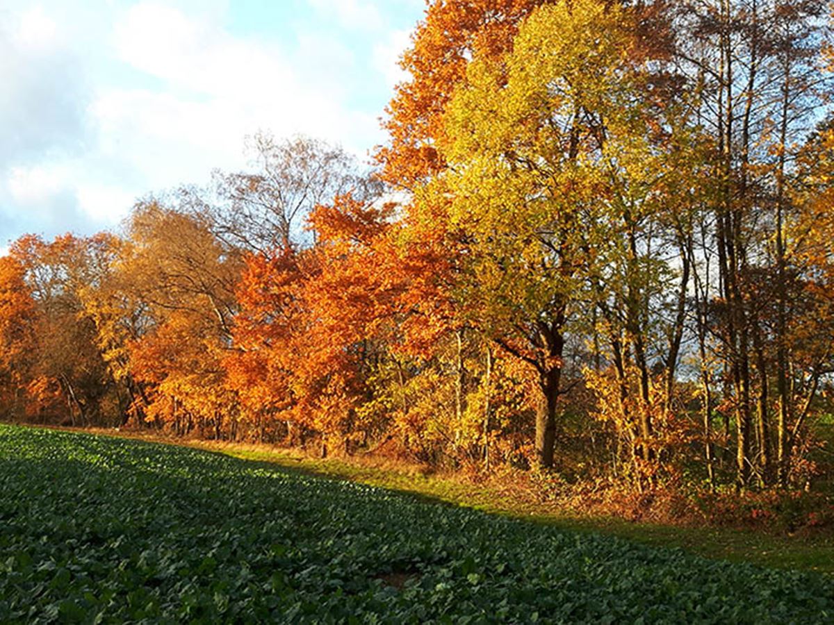 Der beginnende Herbst ldt zu kreativem Arbeiten ein. (Symbolfoto)