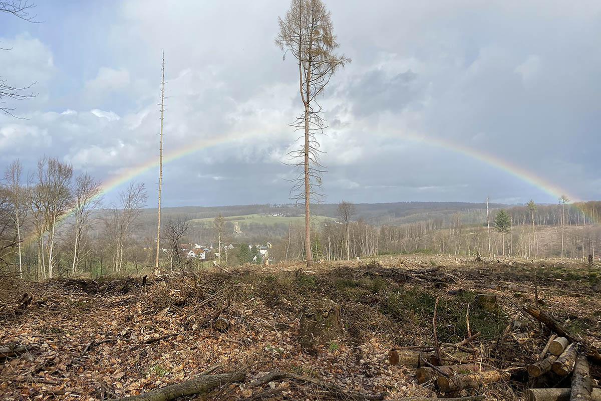 Borkenkfer, Drre und riesige Kahlflchen - Da war mal Wald 