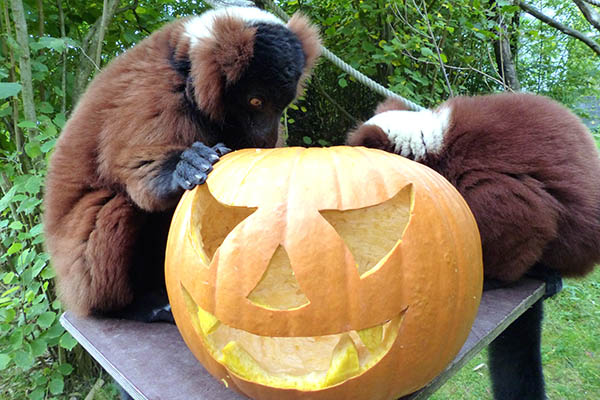 Halloween-Abend im Zoo Neuwied am 31. Oktober